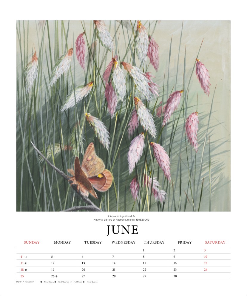 Illustrated Wildflowers of Australia 2023 Deluxe Wall Calendar, 2023