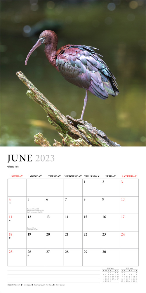 Australian Birds Steve Parish 2023 Mini Wall Calendar, 2023 Wall