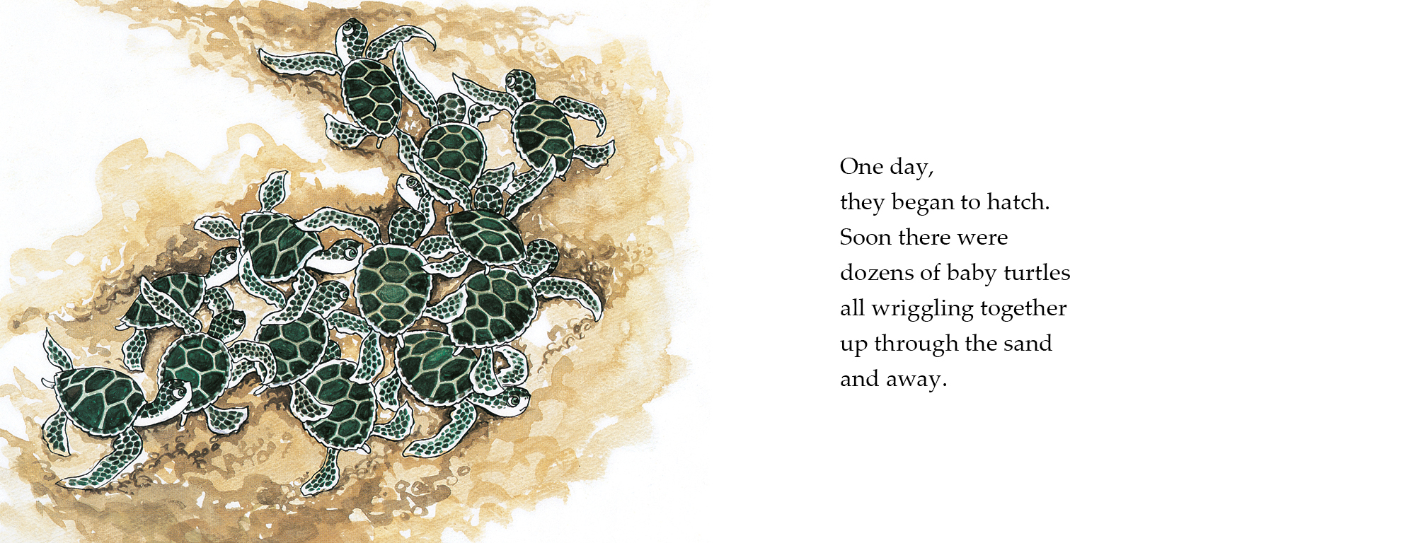 The Smallest Turtle by Lynley Dodd 9780143772651 Booktopia