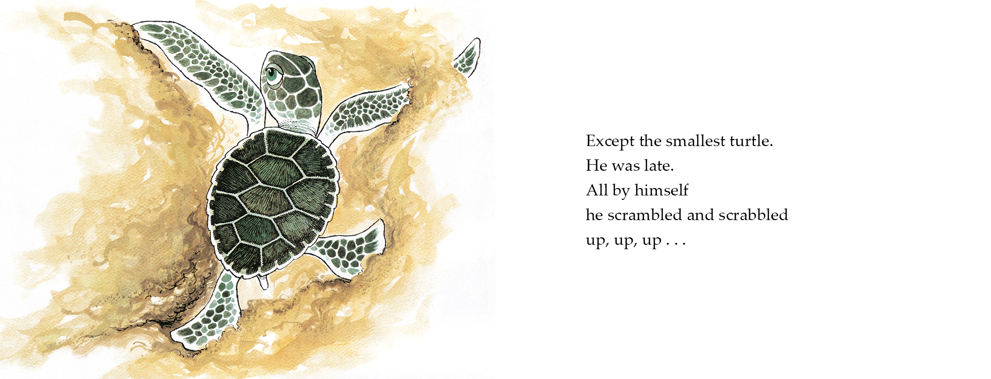 The Smallest Turtle by Lynley Dodd 9780143772651 Booktopia