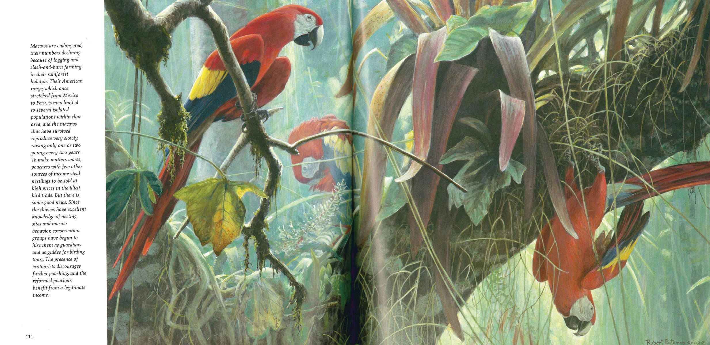 Birds by Robert Bateman 9780228101284 Booktopia