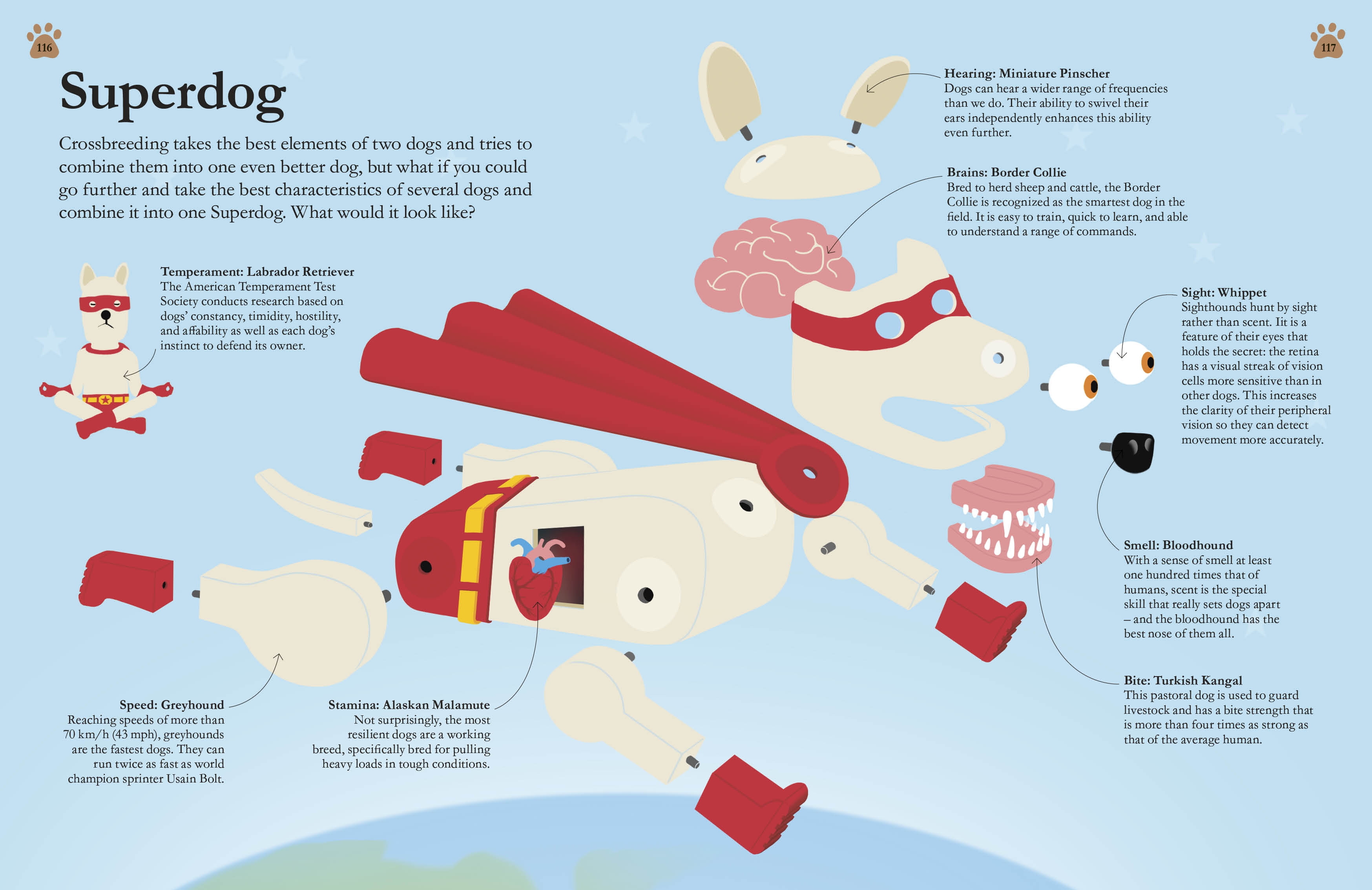 Average Speed Fastest Human Run Fastest Speed How Fast Can Average