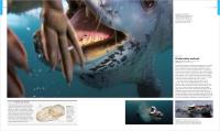Gallery preview