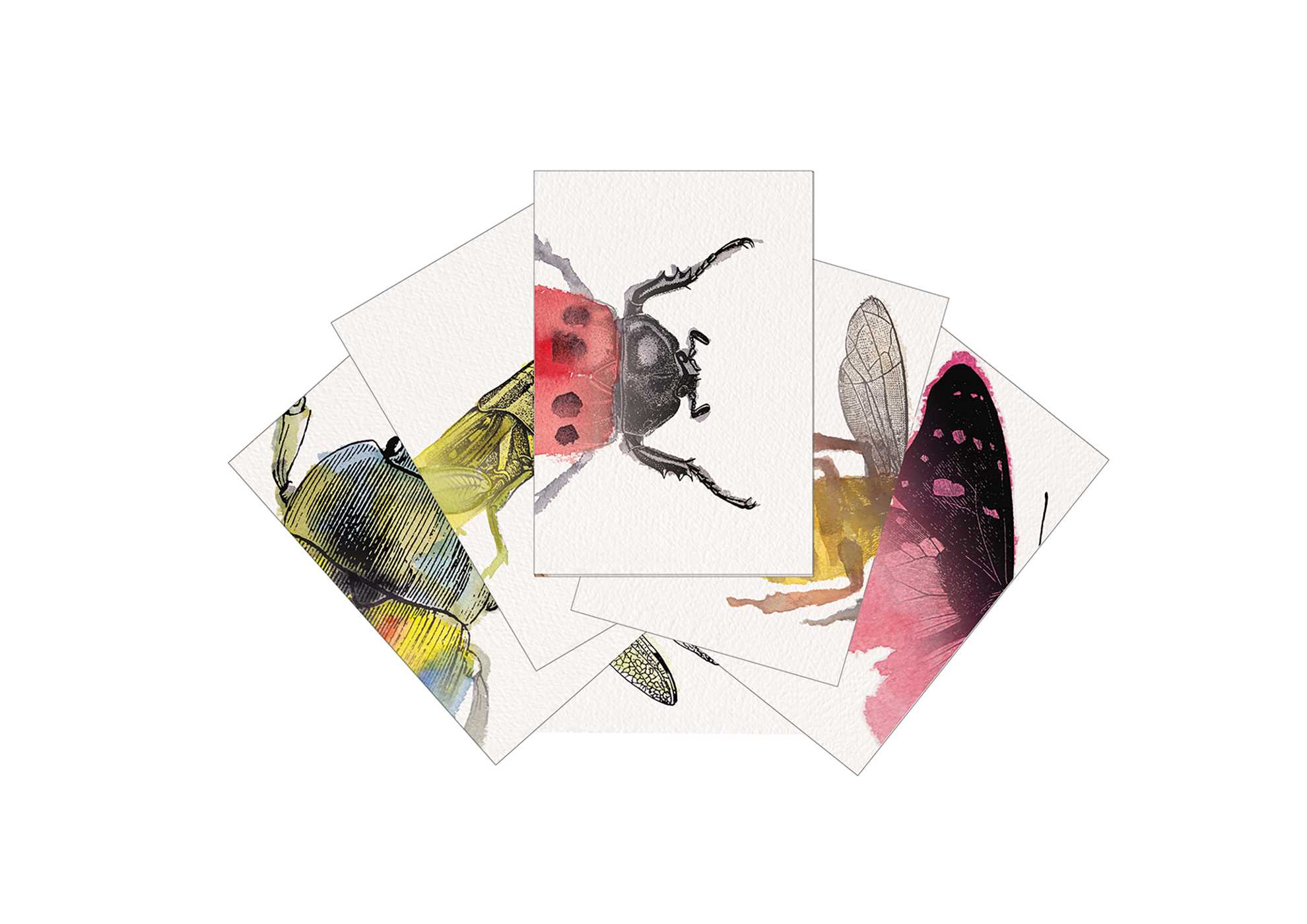 Heads and Tails: Insects Match It Cards main image 1