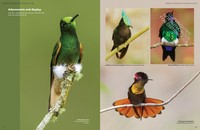 Gallery preview