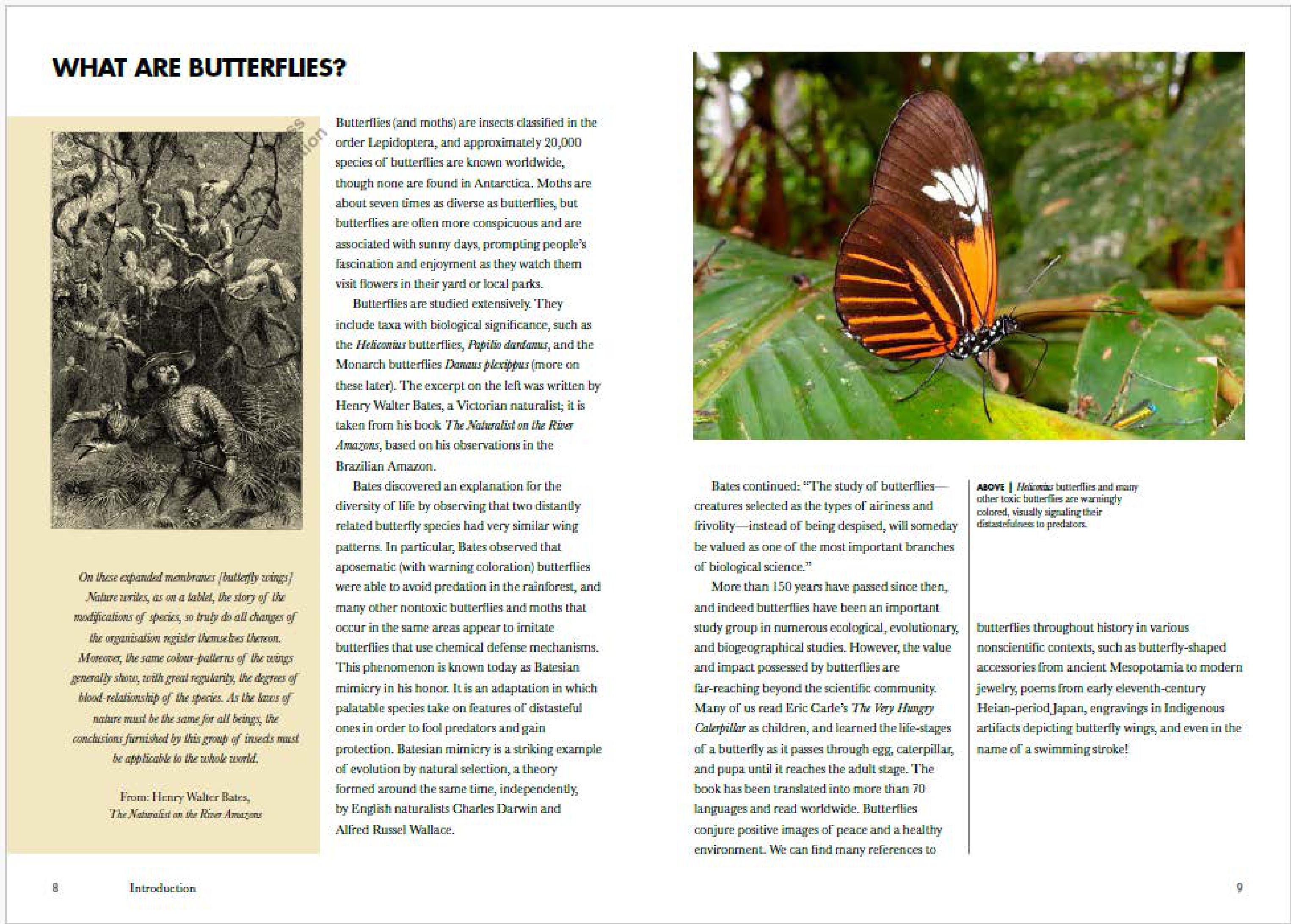 Butterflies of Peru ペルーの蝶類 Vol. 1 Butterflies of Peru ペルーの蝶類 Vol. 1 Kimura Y., Aoki T