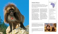 Gallery preview