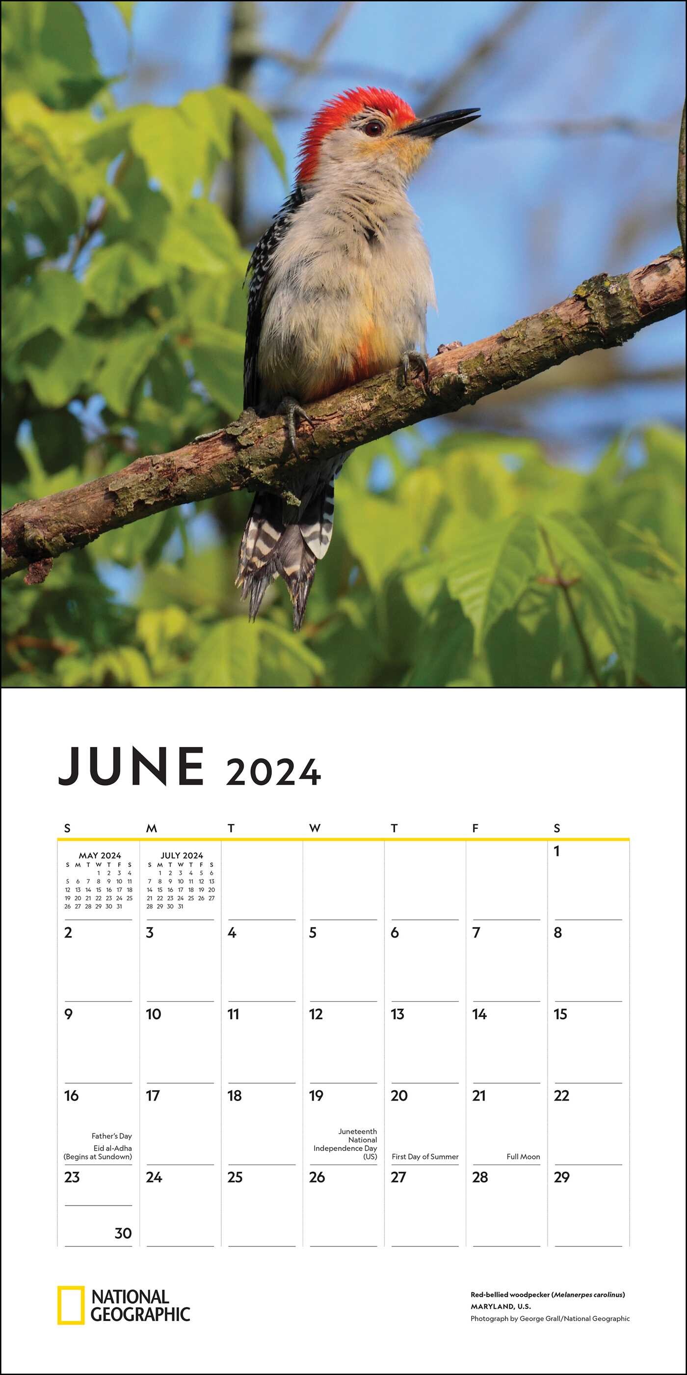 Backyard Birds - 2024 Wall Calendar by National Geographic ...