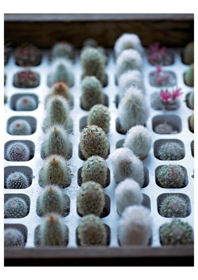 The Gardener's Guide to Succulents, A Handbook of Over 125 Exquisite