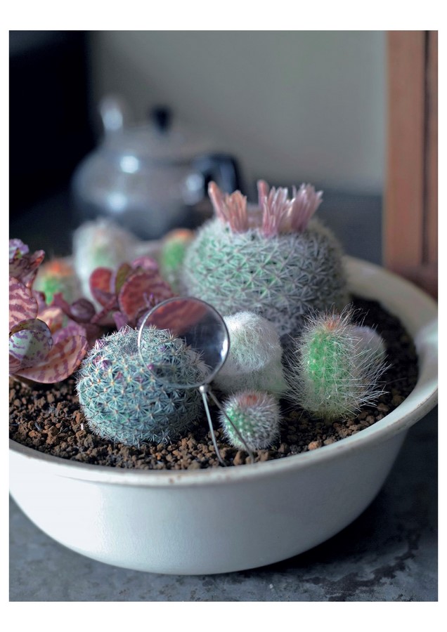 The Gardener's Guide to Succulents, A Handbook of Over 125 Exquisite