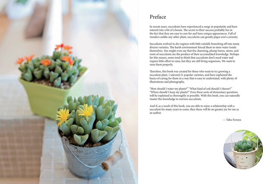 A Beginner's Guide to Succulent Gardening, A Step-by-Step Guide to ...
