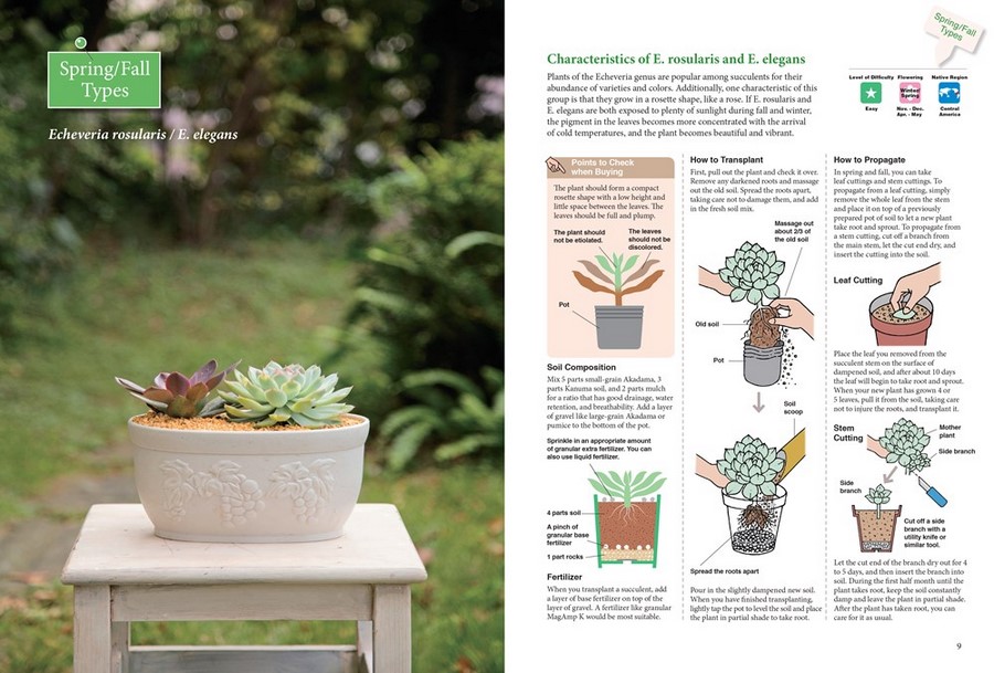 A Beginner's Guide to Succulent Gardening, A Step-by-Step Guide to ...