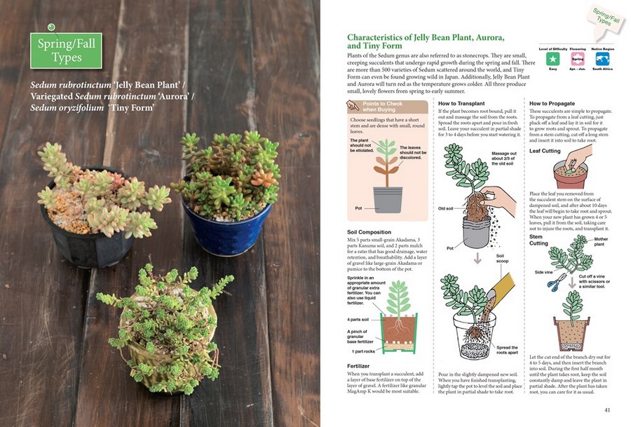 A Beginner's Guide to Succulent Gardening, A Step-by-Step Guide to ...