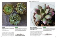 A Field Guide to Succulents by Misa Matsuyama | Colors, Shapes and ...