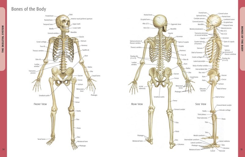 The Human Body Identification Manual, Your Body & How It Works by Dr