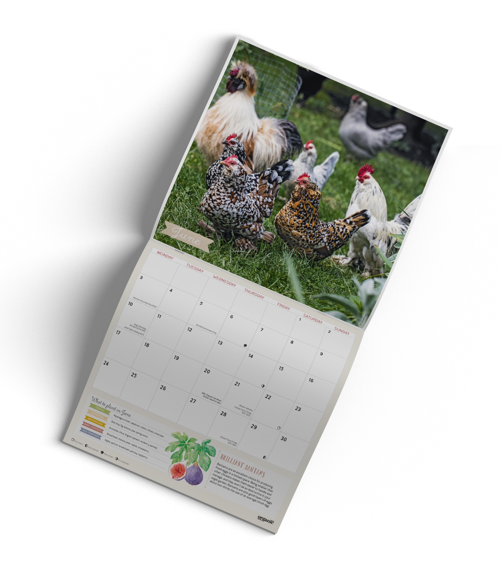 ABC Organic Gardener - 2024 Wall Calendar by ABC | 9780994547477 ...