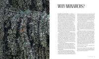 Gallery preview