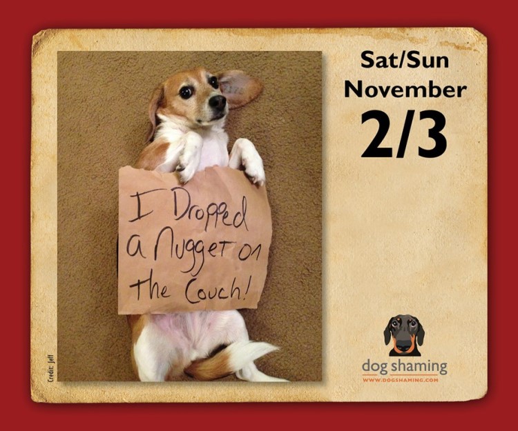 dog-shaming-2019-day-to-day-desk-calendar-2019-day-to-day-desk