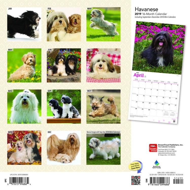 Havanese 2019 Square Wall Calendar, 2019 Wall Calendar by Brown Trout