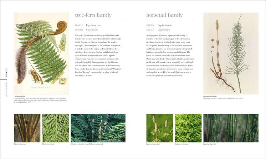 Flora Inside The Secret World Of Plants