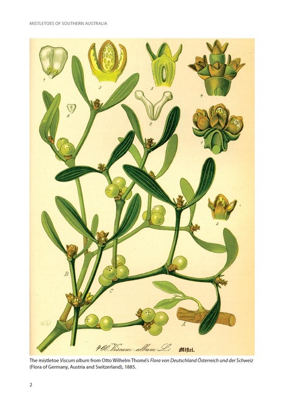 Mistletoes of Southern Australia by David M. Watson | 9781486310937 ...