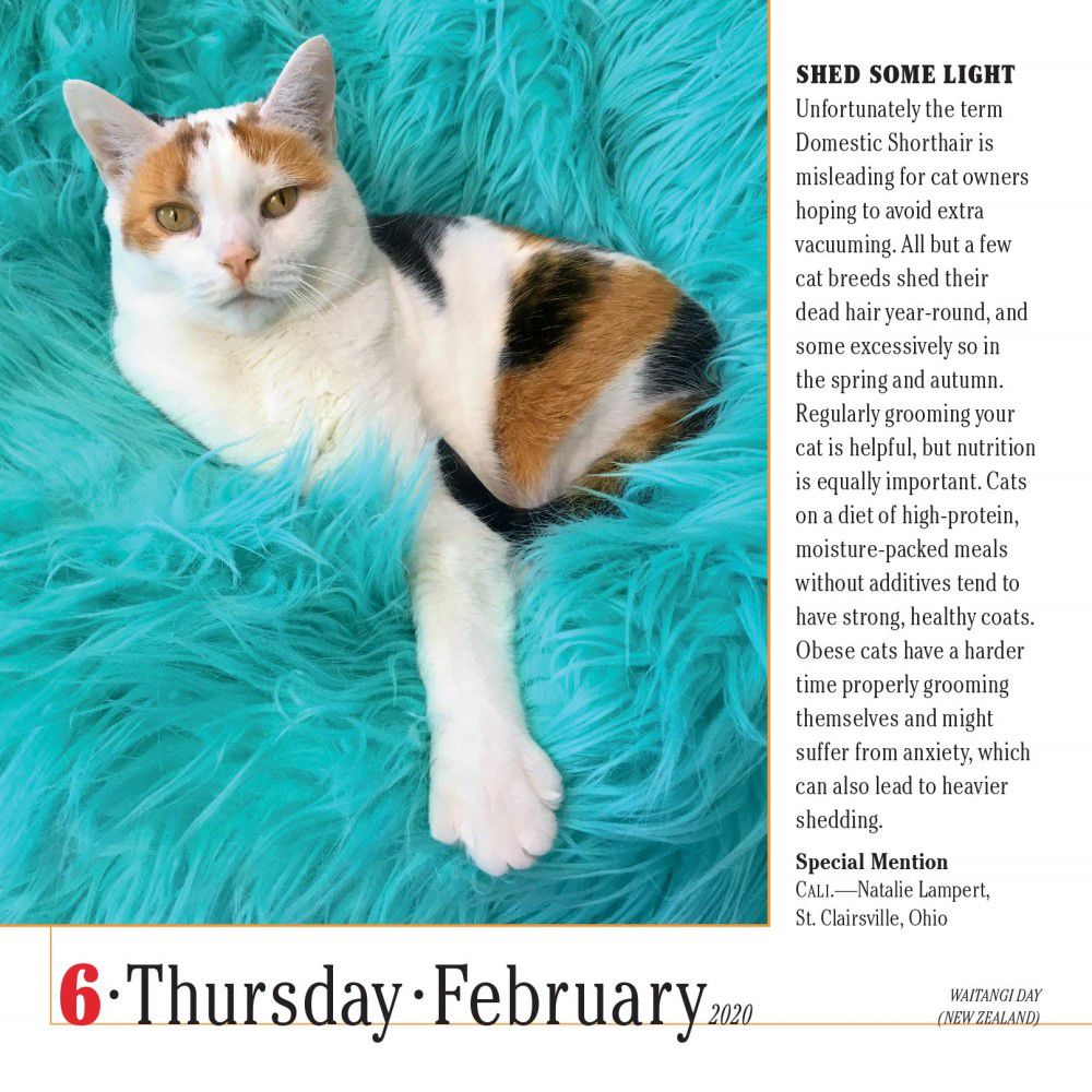 365 Cats 2020 Colour Page A Day Desk Calendar The World s Favorite 365-cats-2020-colour-page-a-day-desk-calendar-the-world-s-favorite