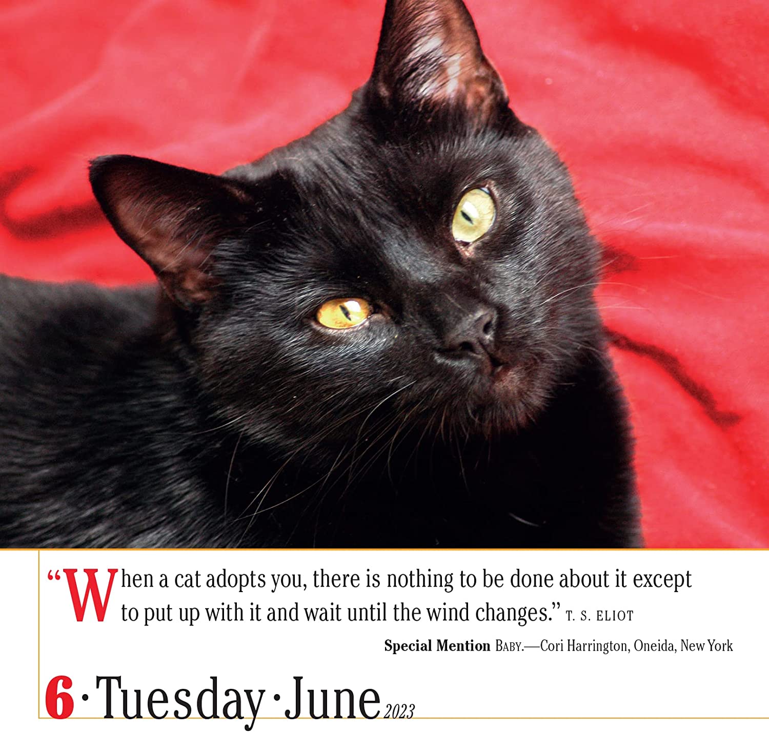 365 Cats Page-A-Day Calendar 2023 by Workman Calendars | 9781523516117 |  Booktopia