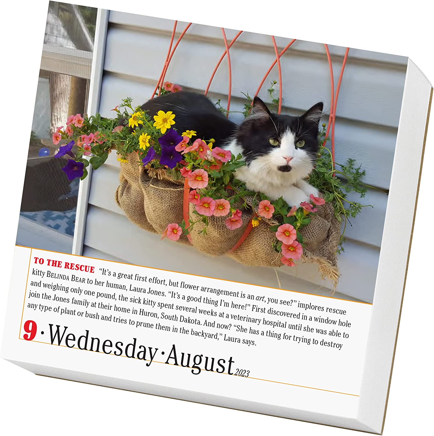 365 Cats Page-A-Day Calendar 2023 by Workman Calendars | 9781523516117 ...