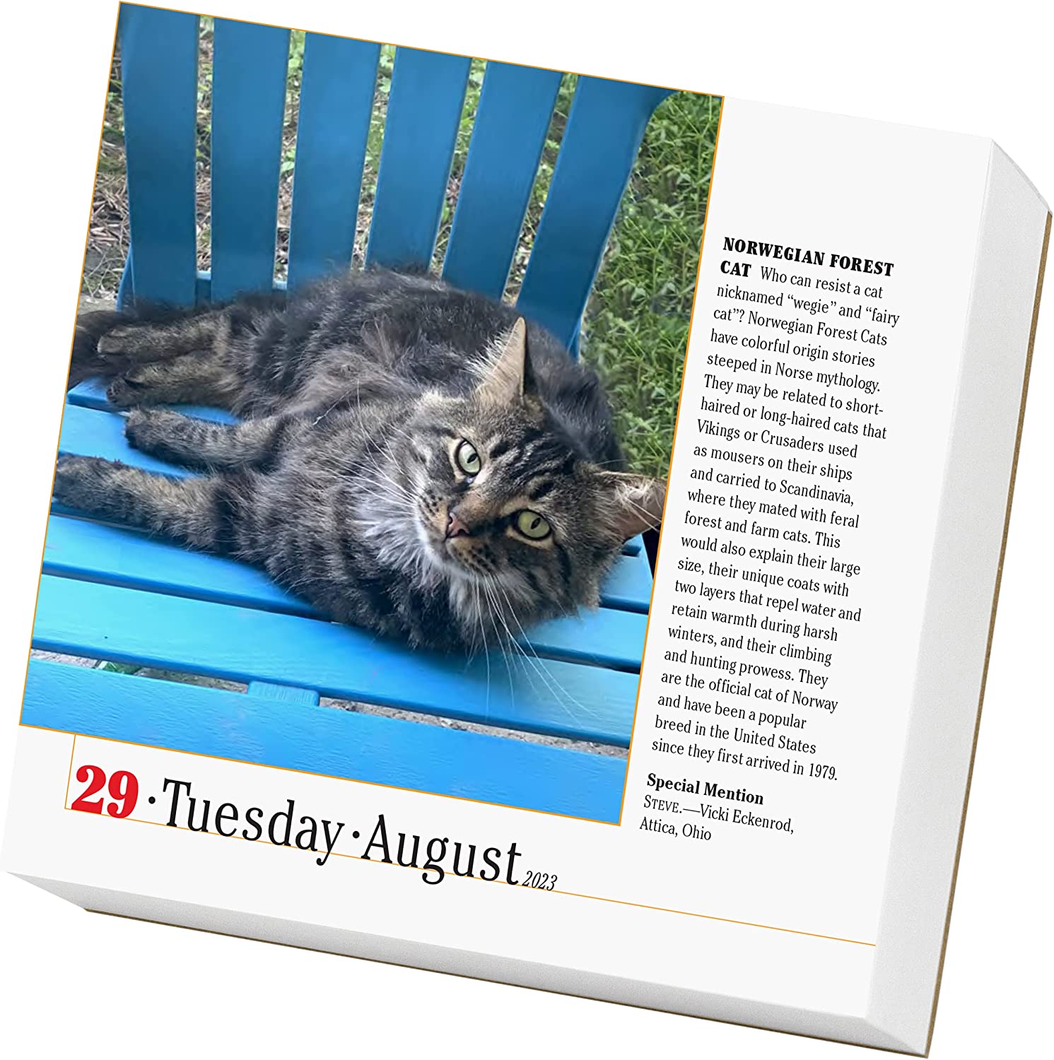 365 Cats Page-A-Day Calendar 2023 by Workman Calendars | 9781523516117 ...