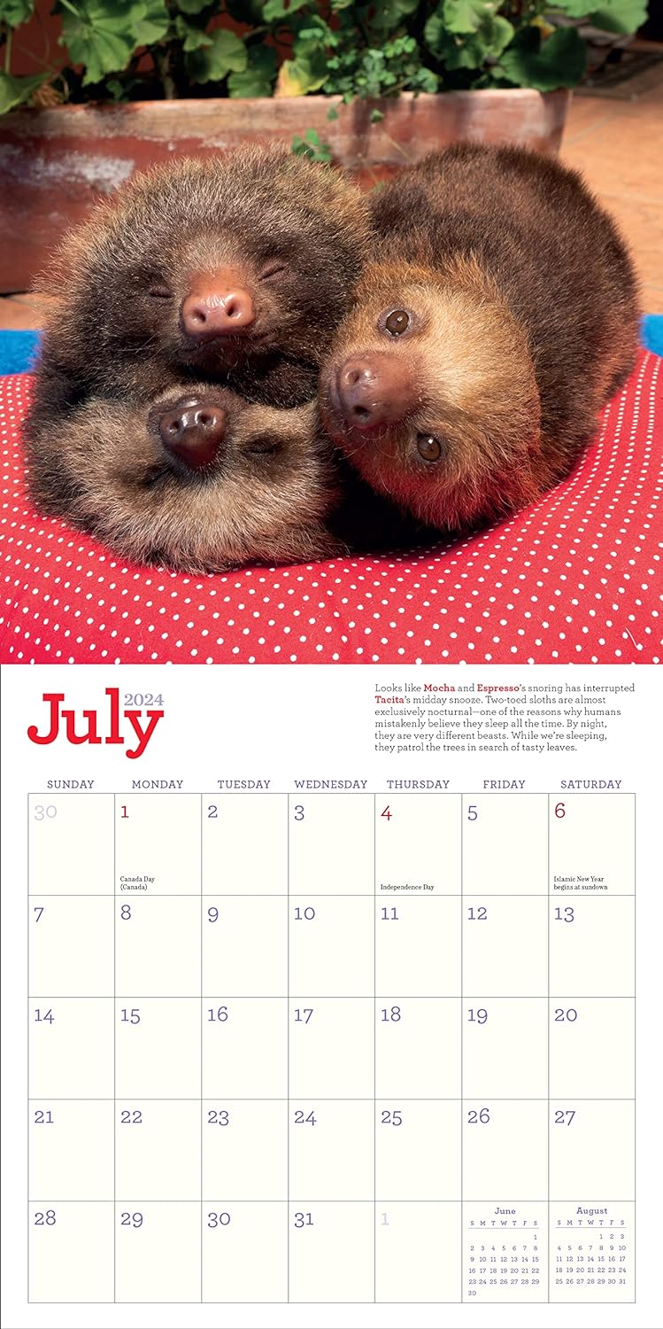 Original Sloths 2024 Mini Wall Calendar , Celebrate Life in the Slow