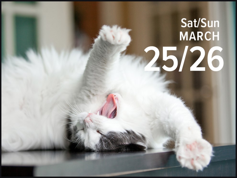 Cats 2023 Mini Daily Desk Calendar by Andrews McMeel Publishing