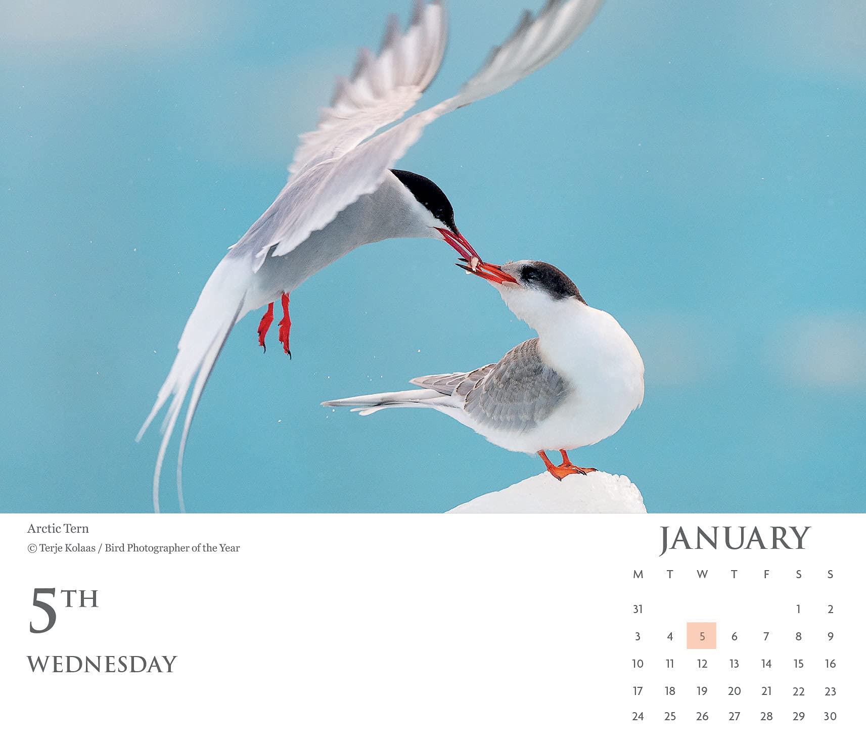 Bird Photographer of the Year 2022 Daily Desk Calendar by Bird