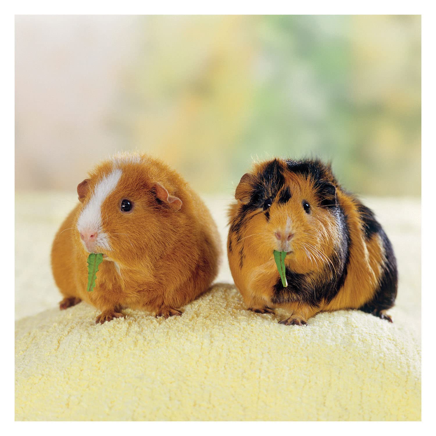 Guinea Pig 2021 Calendar: NOT A BOOK: 9781713900559