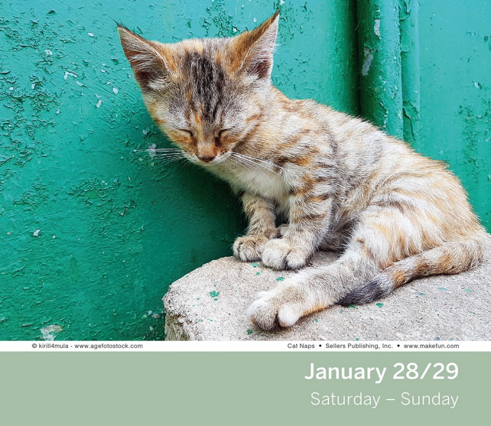 Cat Naps 2023 Daily Desk Calendar by Sellers Publishing