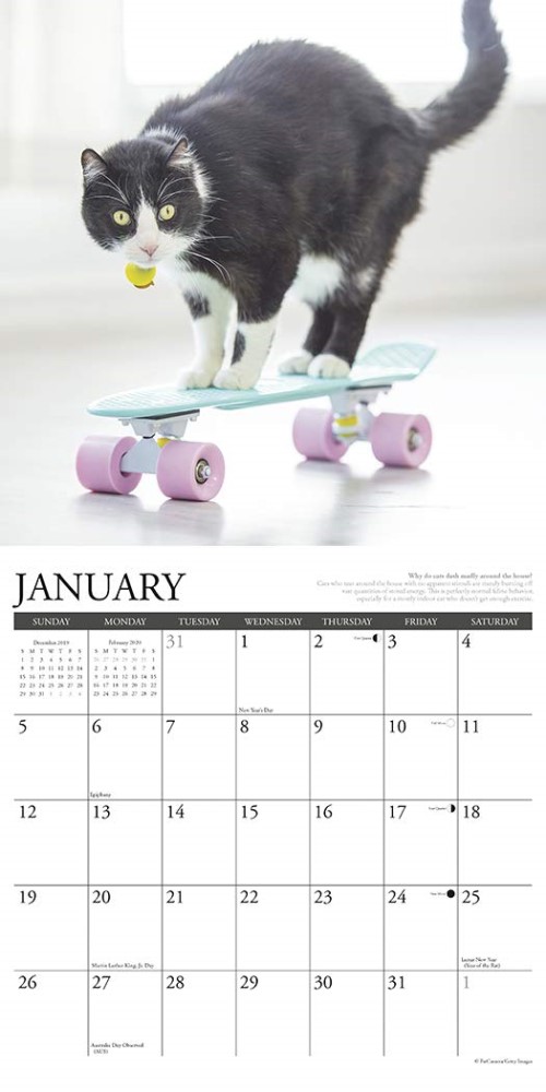 Why Cats Do That 2020 Wall Calendar, A Collection Of Curious Feline