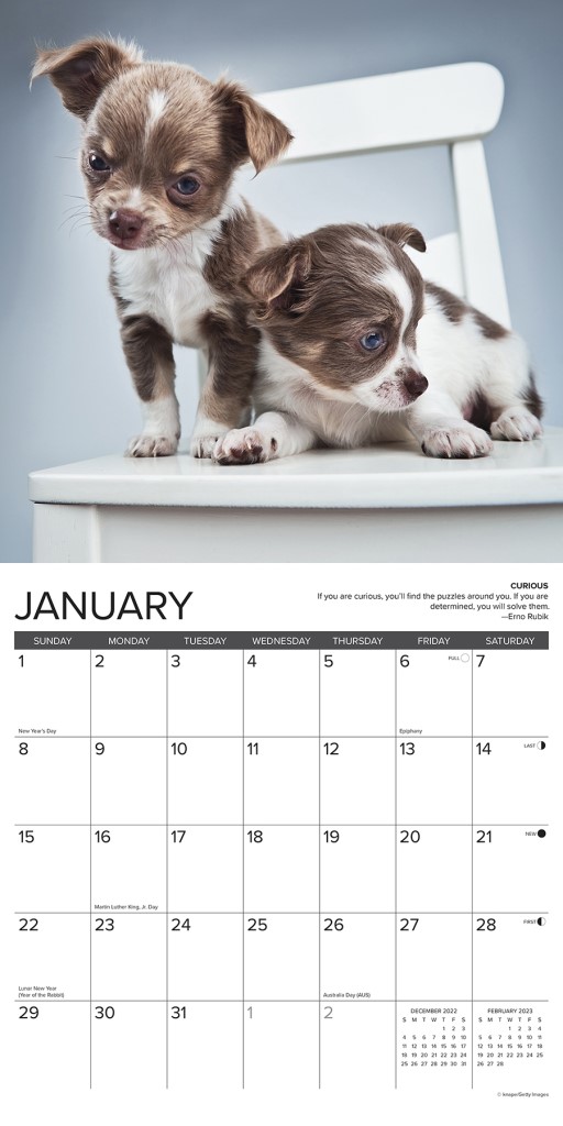 Chihuahua Rules 2023 Wall Calendar by Willow Creek Press