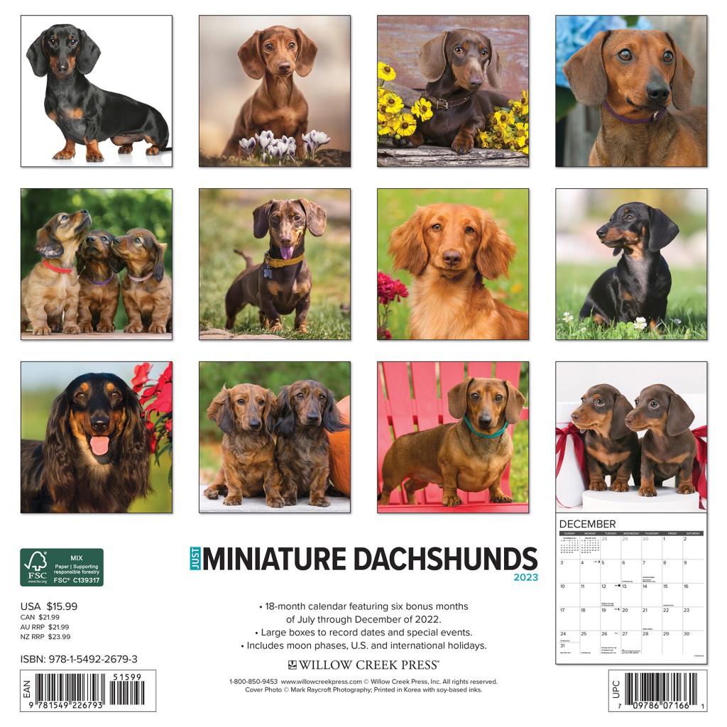 Just Miniature Dachshunds 2023 Wall Calendar by Willow Creek Press
