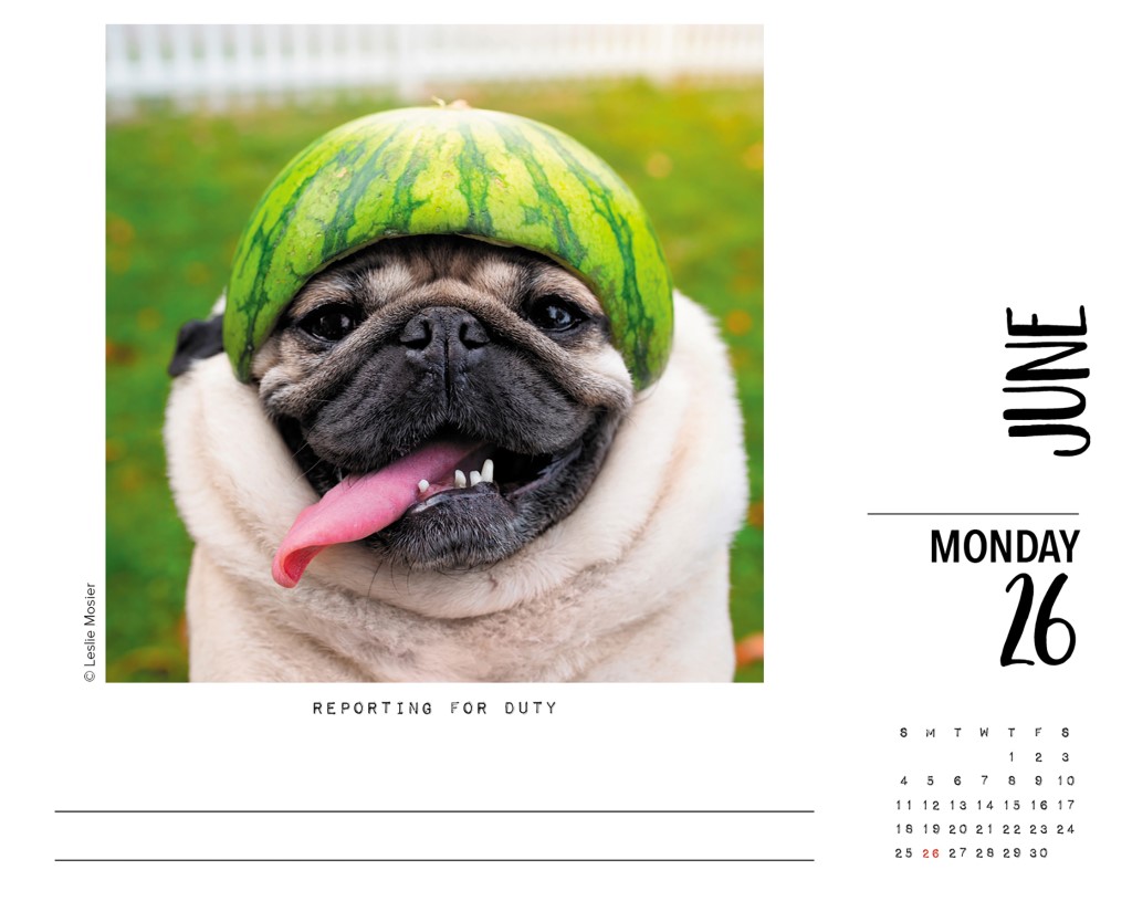 Doug the Pug - 2023 Daily Desk Calendar by Leslie Mosier ...