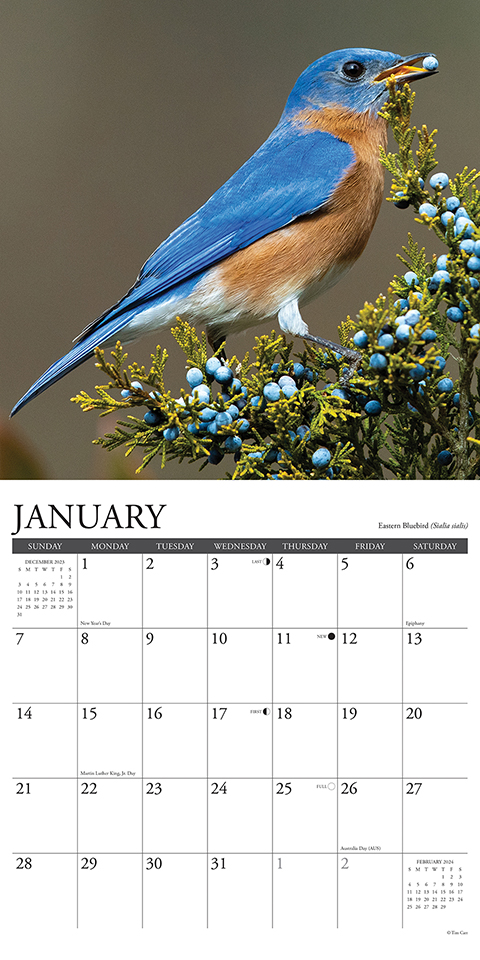 Garden Birds - 2024 Wall Calendar by Willow Creek Press | 9781549233586 ...