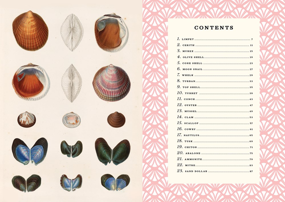 The Little Book of Shells, A Kid's Guide to Shells and the Amazing ...