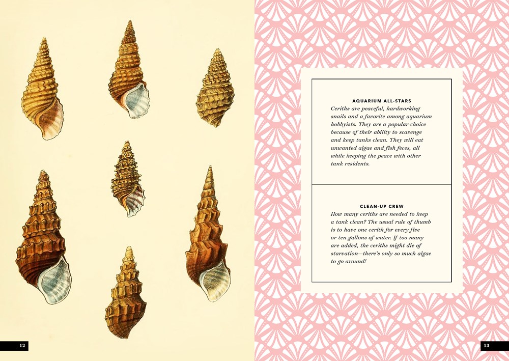 The Little Book of Shells, A Kid's Guide to Shells and the Amazing ...