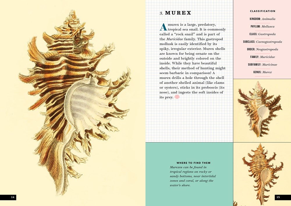 The Little Book of Shells, A Kid's Guide to Shells and the Amazing ...