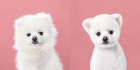 Gallery preview