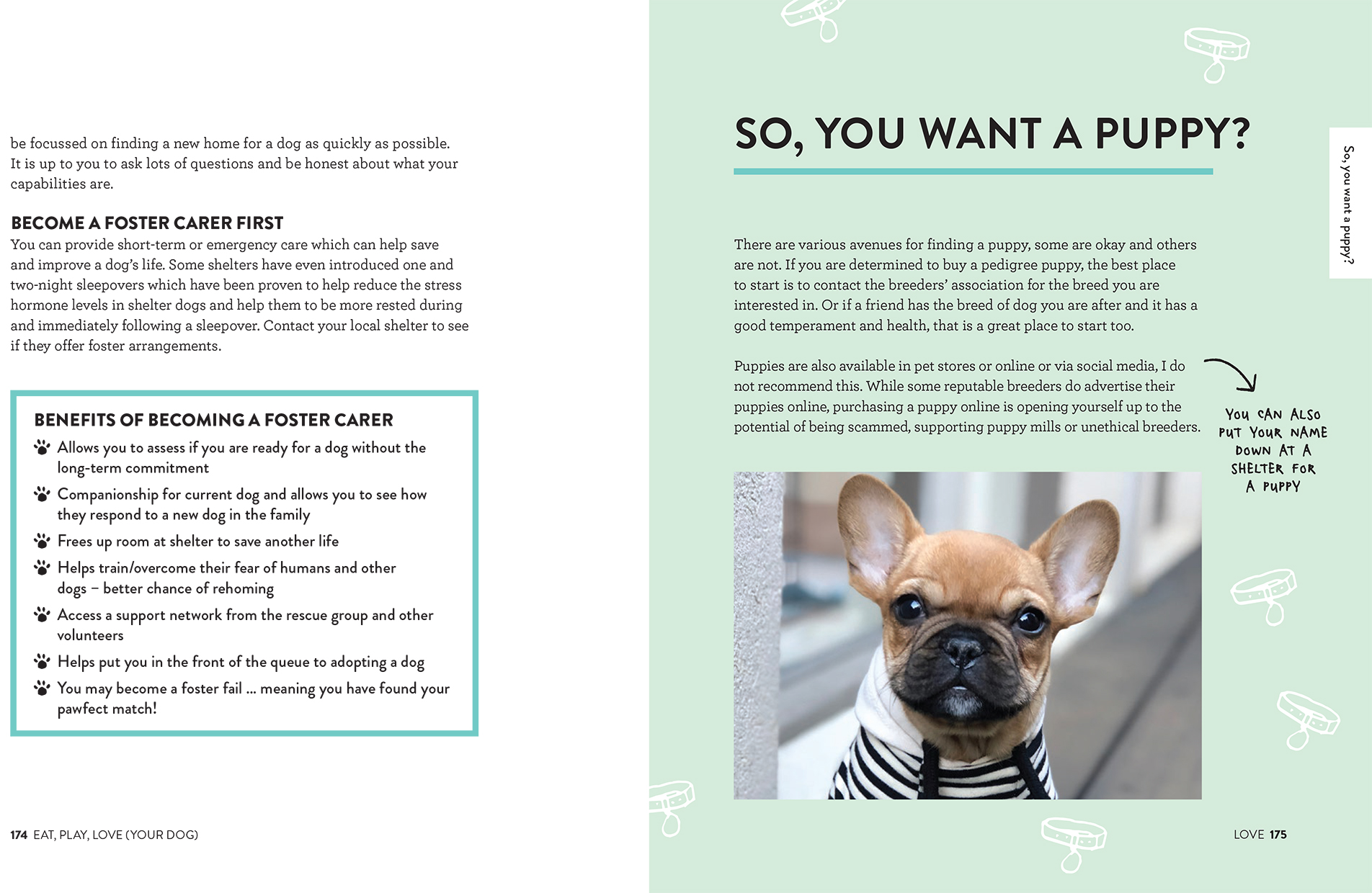 Level Dog Foster Care Service Dogs Canine Partners Rehoming Canine