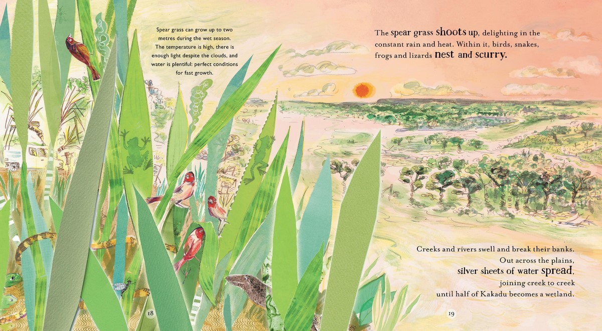 Dry to Dry The Seasons of Kakadu, Winner CBCA Award 2021 Eve Pownall