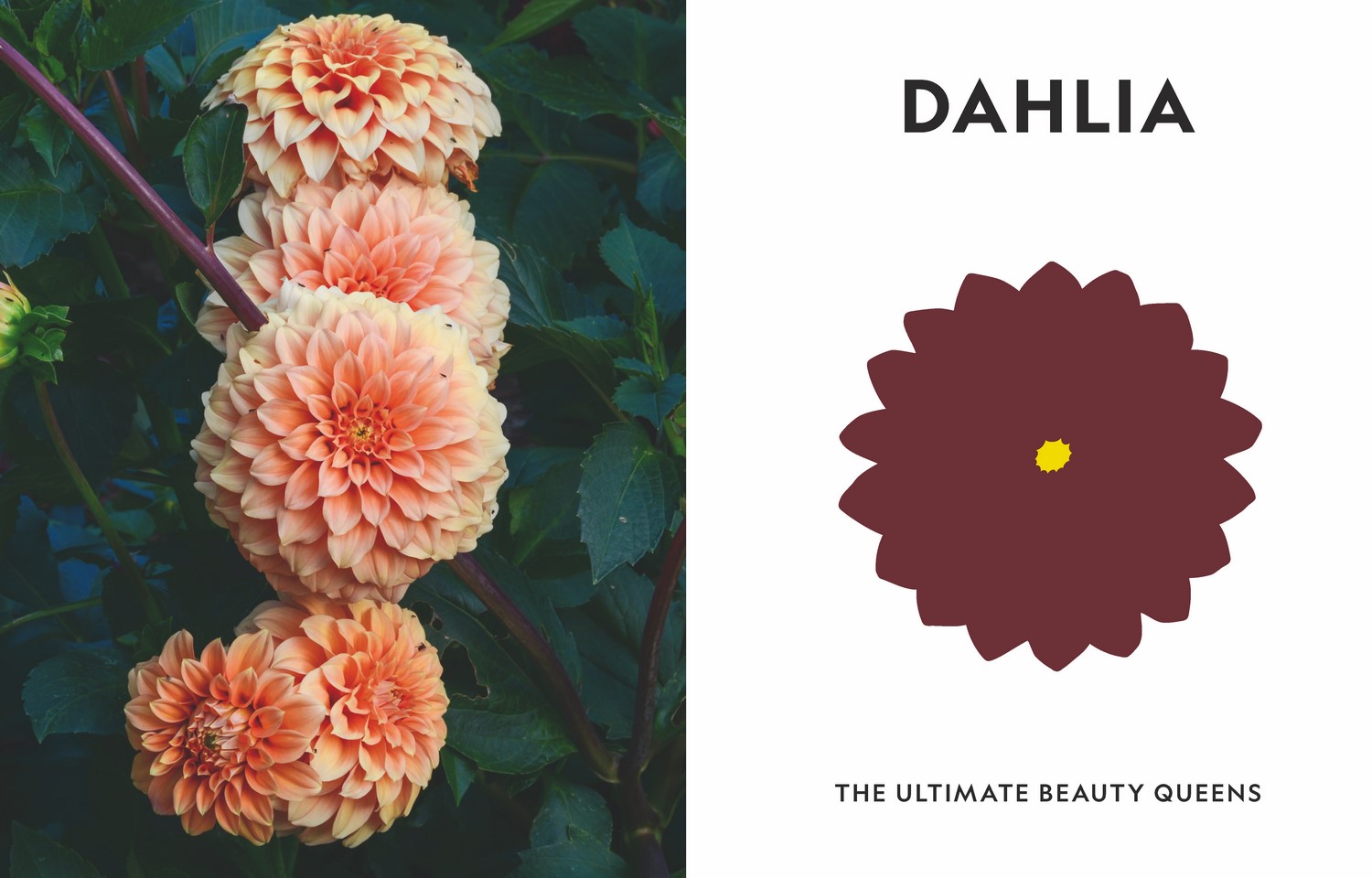 Super Bloom by Jac Semmler A field guide to flowers for every