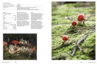 Gallery preview