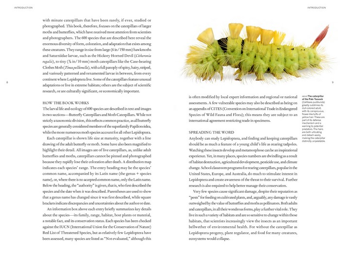 The Book of Caterpillars by David G. James | A life-size guide to