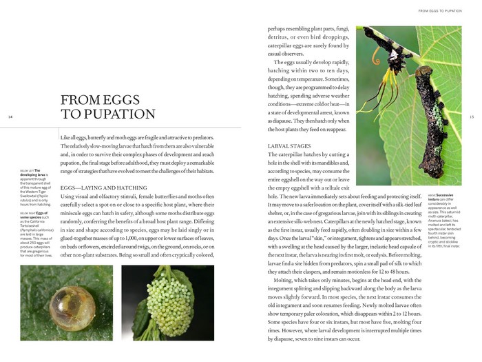 The Book of Caterpillars by David G. James | A life-size guide to