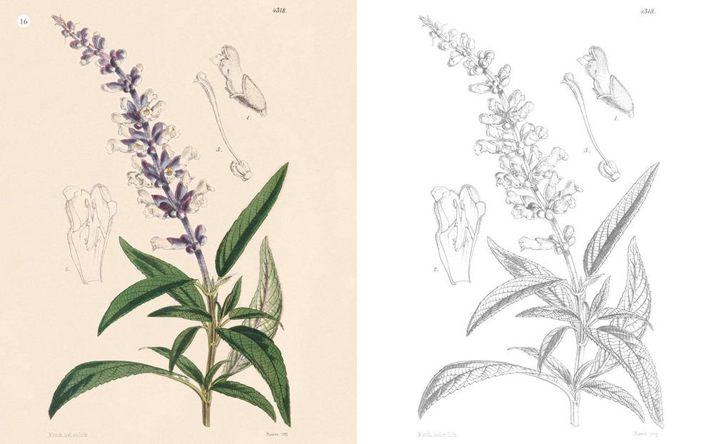 The Kew Gardens Botanical Artist: Learn To Draw And Paint Flowers In The Style Of Pierre-Joseph Redouté By The Royal Botanic Gardens Kew | EBook | Barnes & Noble - Foto 9
